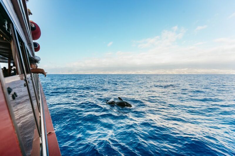 Adeje: Whale and Dolphin Watching Cruise with Lunch and Swim - The Value for Your Money
