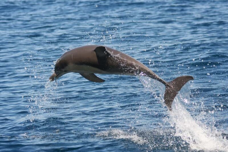 Adelaide: 4-Hour Guaranteed Wild Dolphin Watching Cruise - Final Thoughts