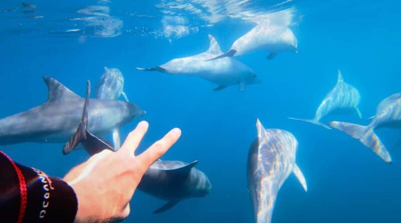 Adelaide: 4-Hour Swimming with Dolphins Experience - Key Points