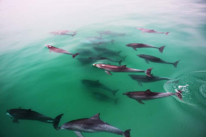 Adelaide: 4-Hour Swimming with Dolphins Experience - Authentic Reviews from Travelers