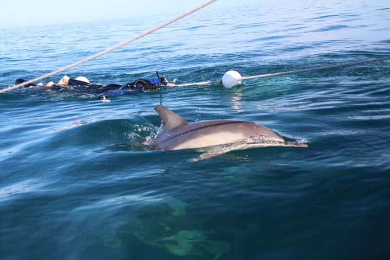 Adelaide: 4-Hour Swimming with Dolphins Experience - The Sum Up