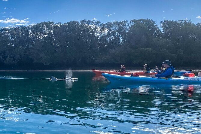 Adelaide Dolphin Sanctuary and Ships Graveyard Kayak Tour - An Honest Look at the Adelaide Dolphin Sanctuary and Ships Graveyard Kayak Tour