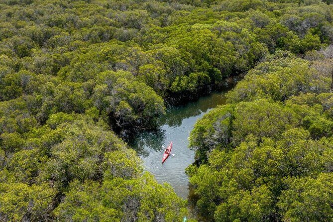 Adelaide Dolphin Sanctuary and Ships Graveyard Kayak Tour - Who Will Love This Tour?