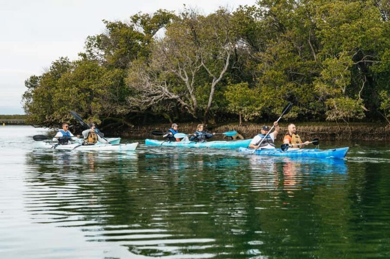 Adelaide: Dolphin Sanctuary Eco Kayaking Tour - Key Points