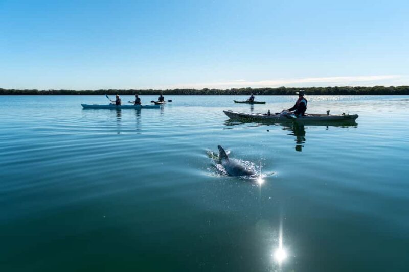 Adelaide: Dolphin Sanctuary Eco Kayaking Tour - What Do Reviewers Say?