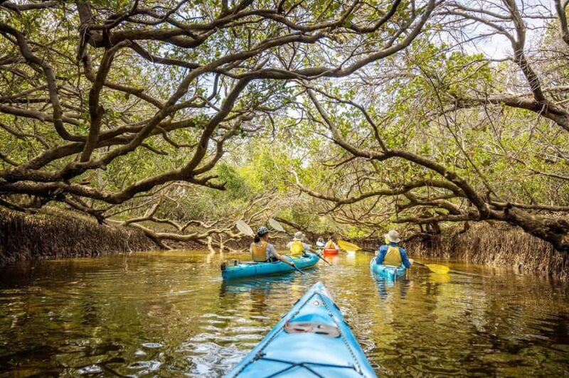 Adelaide: Dolphin Sanctuary Mangroves Kayak Tour - Key Points