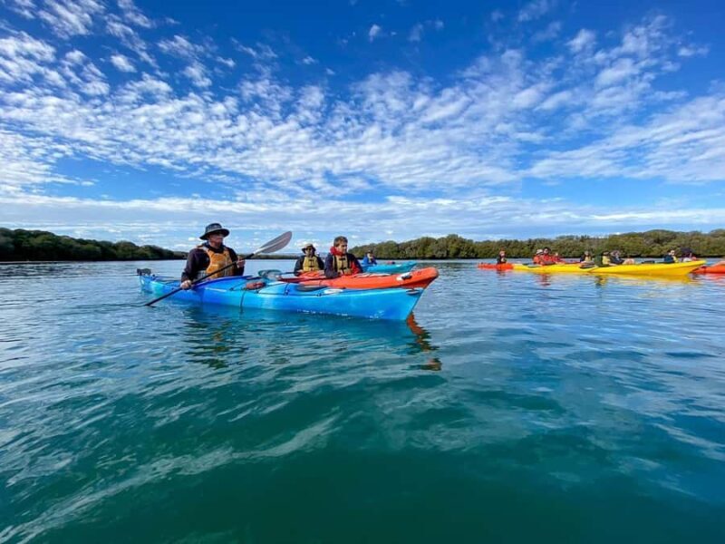Adelaide: Dolphin Sanctuary Mangroves Kayak Tour - Who Should Consider This Tour?