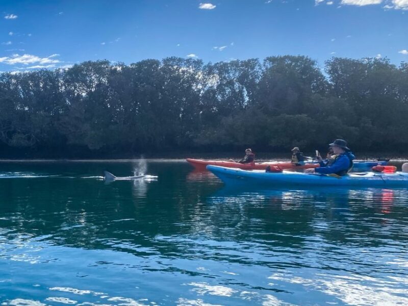Adelaide: Dolphin Sanctuary Mangroves Kayak Tour - FAQ