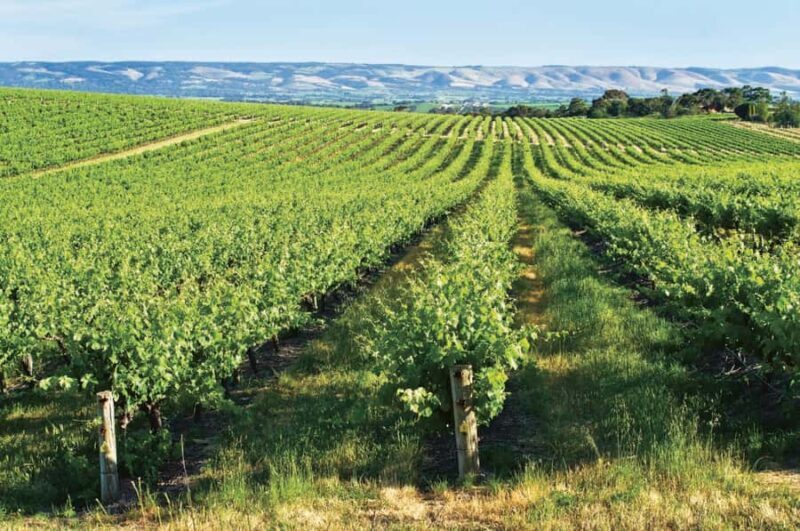 Adelaide: McLaren Vale & The Cube Day Trip - Who Would Love This Tour?
