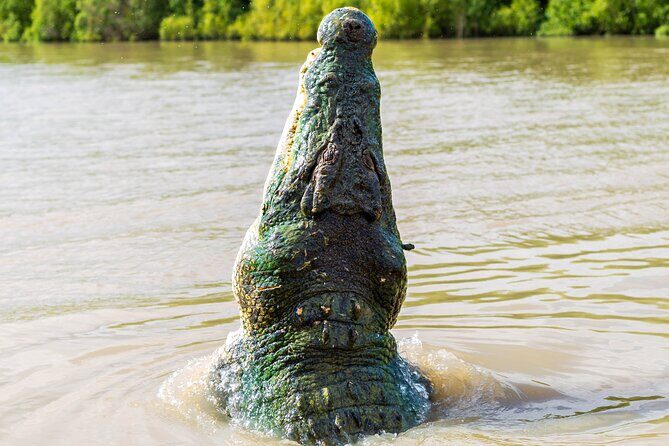 Adelaide River Cruises - Jumping Crocodile Experience - Key Points