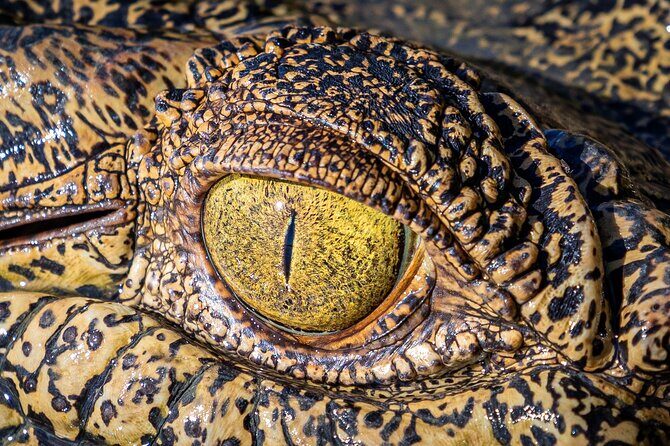 Adelaide River Cruises - Jumping Crocodile Experience - Price and Value for Money