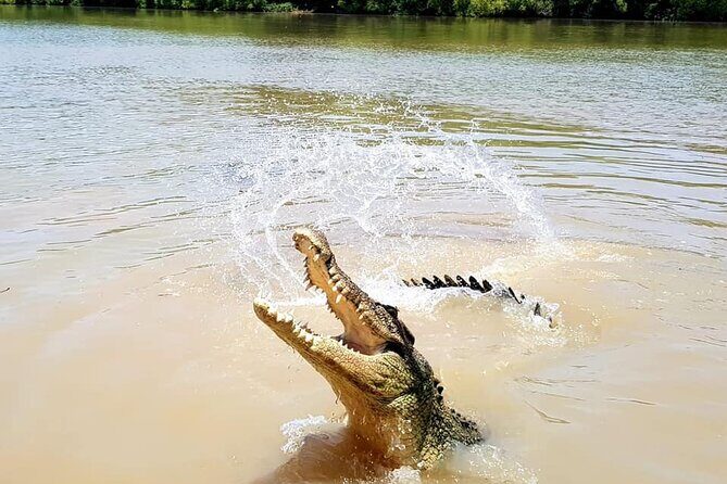 Adelaide River Cruises - Jumping Crocodile Experience - The Practicalities