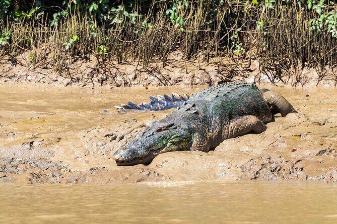 Adelaide River Cruises - Jumping Crocodile Experience - Final Thoughts: Is This Tour Right for You?