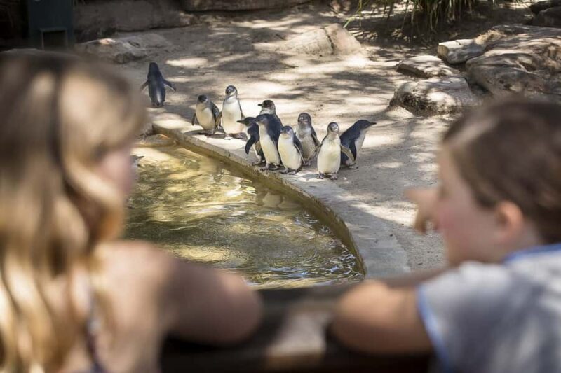 Adelaide Zoo: General Admission Tickets - What to Expect When Visiting Adelaide Zoo