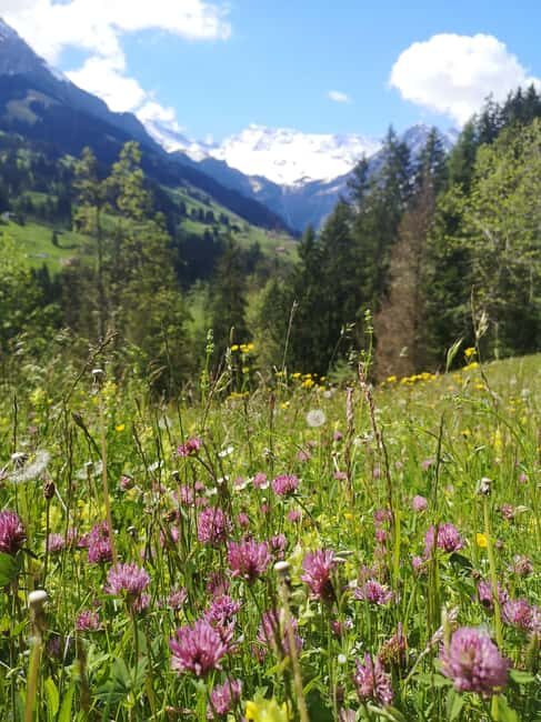 Adelboden: Countryside and Alpine Sightseeing Tour - Authentic Feedback from Other Travelers