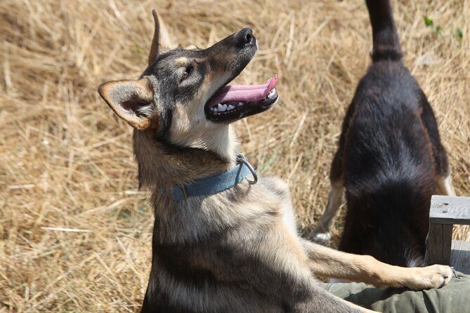 Admission Pass to Eagle Heights in Kent - Is It Worth the Price?