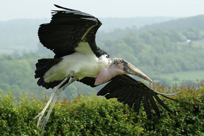 Admission Pass to Eagle Heights in Kent - What Do Visitors Say?