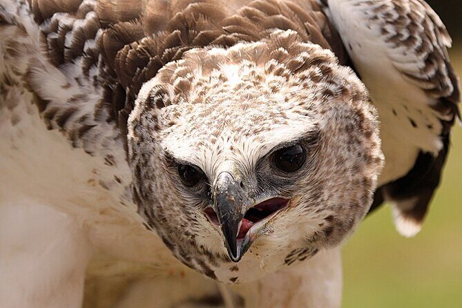 Admission Pass to Eagle Heights in Kent - Practical Tips