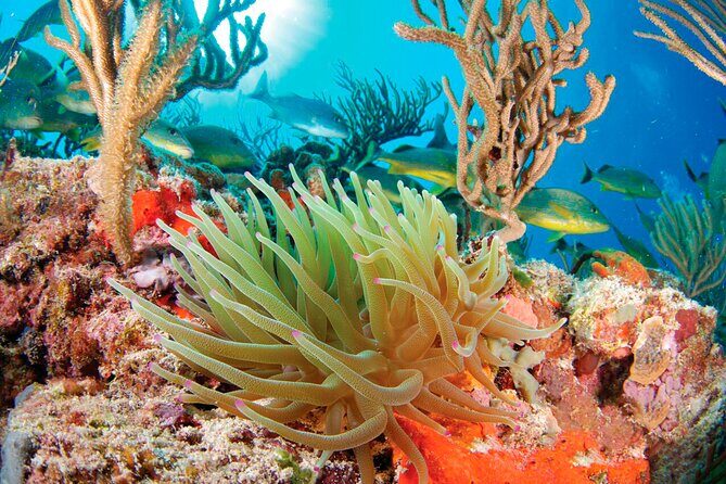 Adrenaline Experience - Snorkel, Rappell & Ziplines from Riviera Maya - Final Words