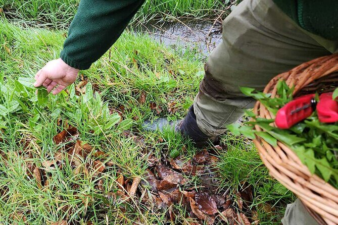 Adult Foraging Walk & Bushcraft Cookery Course for Beginners - Who Is This Tour Best Suited For?