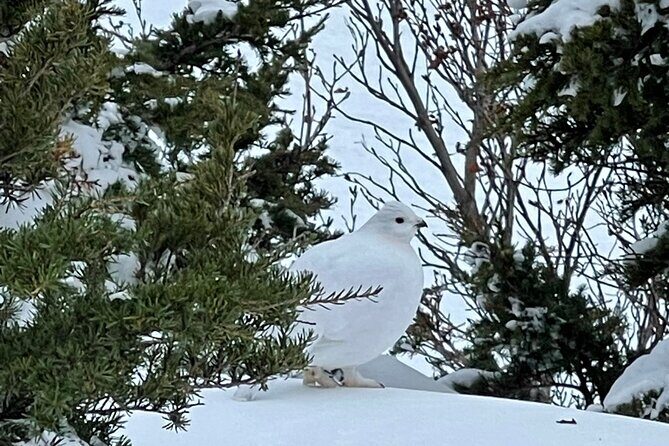 Advanced Snowshoeing Adventure - What Makes This Tour Stand Out?