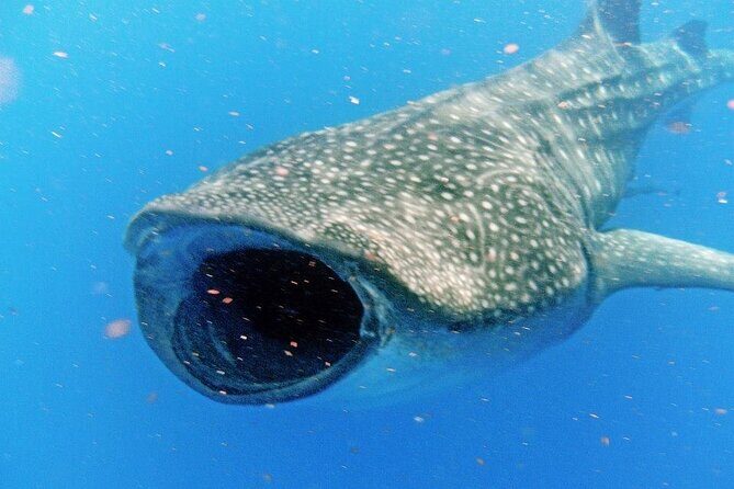 Adventure and Snorkel with the Whale Shark from Puerto Morelos - Key Points