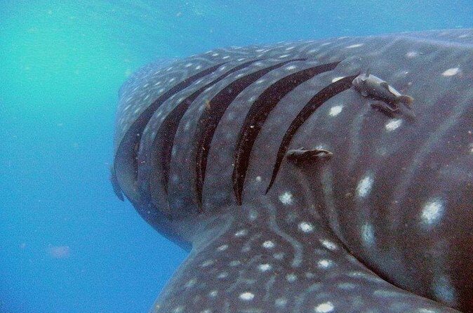 Adventure and Snorkel with the Whale Shark from Puerto Morelos - FAQs