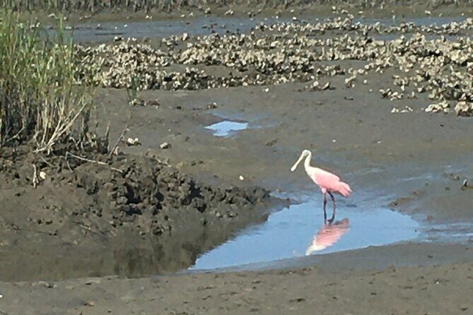 Adventure Boat Tours - One Hour Dolphin/Eco/History/Sightseeing Boat Tour - Frequently Asked Questions