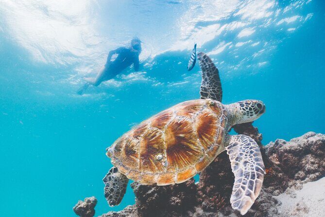 Adventure Moreton Island Scuba Dive Tour - What to Expect from the Tour