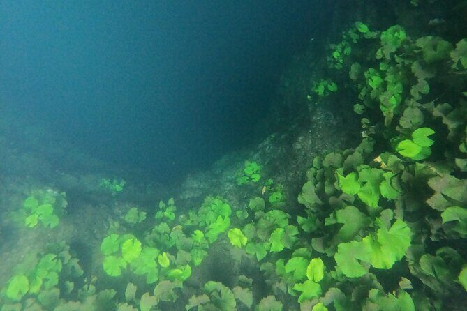 Adventure on the cenote route with zip line and typical lunch - What We Think About the Value