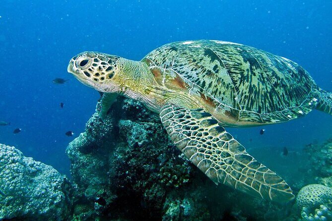 Adventure Rafting - Mooloolaba Turtle Tour - Who Should Consider This Tour?