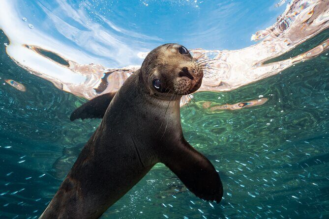 Adventure to Espiritu Santo Island: Snorkel with Sea Lions and Beach - Is It Worth the Price?