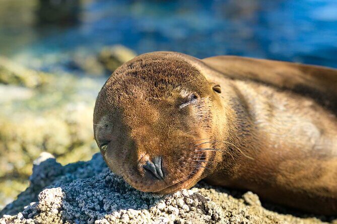Adventure to Espiritu Santo Island: Snorkel with Sea Lions and Beach - Final Thoughts