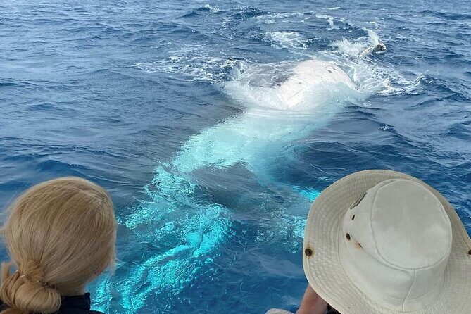 Adventure Whale Watching Tour Mooloolaba - Adventure Whale Watching Tour Mooloolaba: A Practical Look at an Aussie Marine Adventure