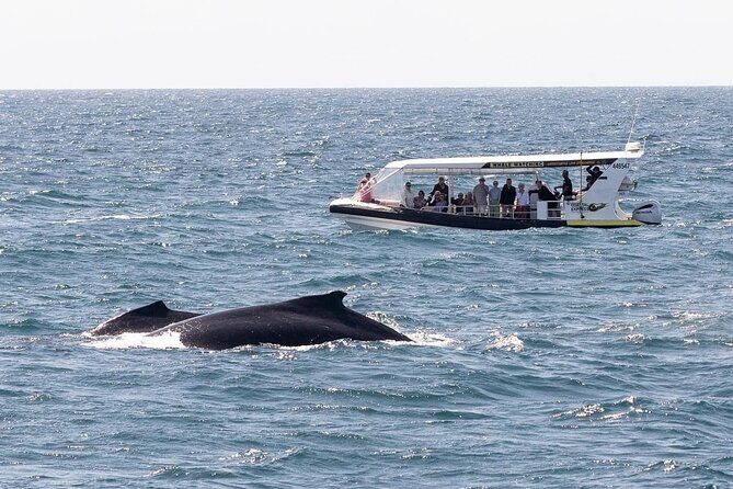 Adventure Whale Watching Tour Mooloolaba - Key Points