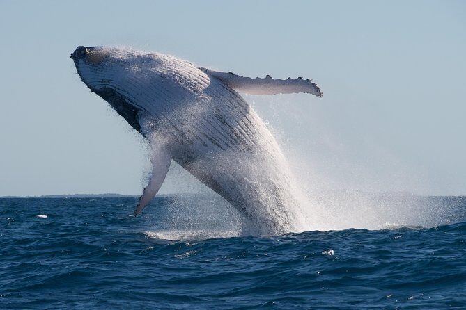 Adventure Whale Watching Tour Mooloolaba - Final Thoughts