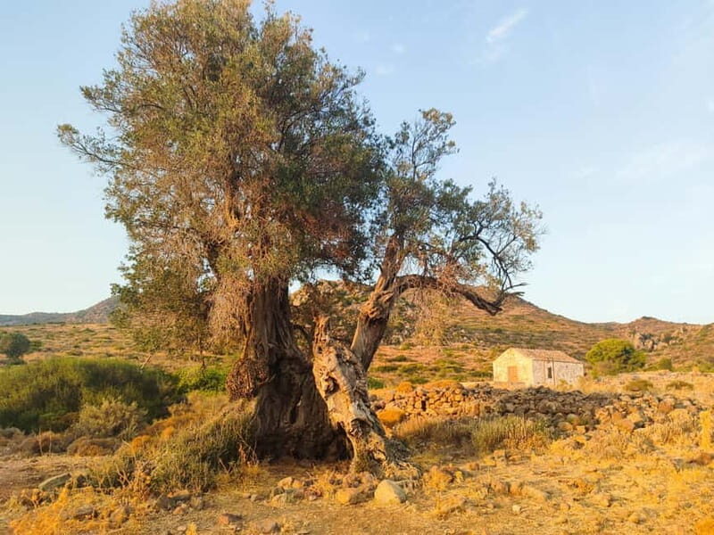 Aegina: Ancient Olive Grove (Eleonas) & Perdika Village Tour - Key Points