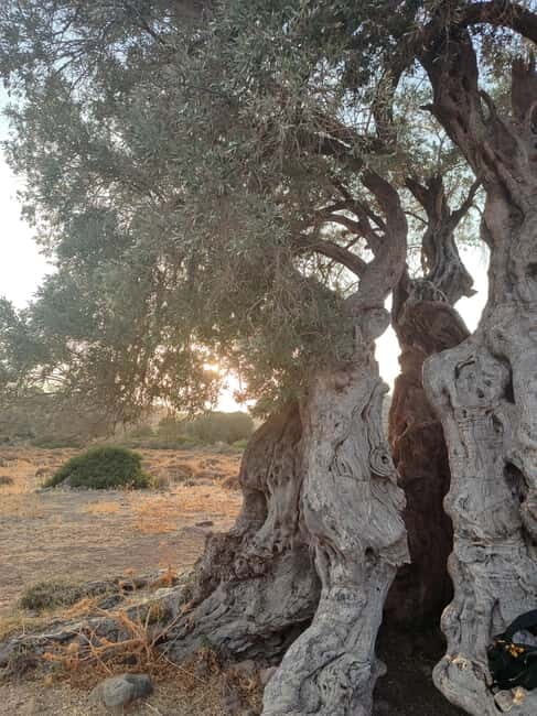 Aegina: Ancient Olive Grove (Eleonas) & Perdika Village Tour - Exploring the Tour in Detail