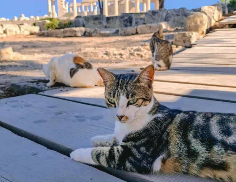 Aegina: Guided Walking Tour with Food Tastings - FAQ