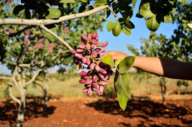 Aegina: Organic Pistachio Orchard Tour with Factory Visit - Who Will Love This Tour?