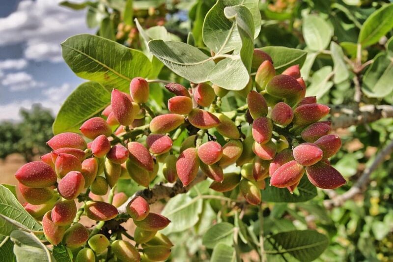 Aegina: Organic Pistachio Orchard Tour with Factory Visit - The Bottom Line