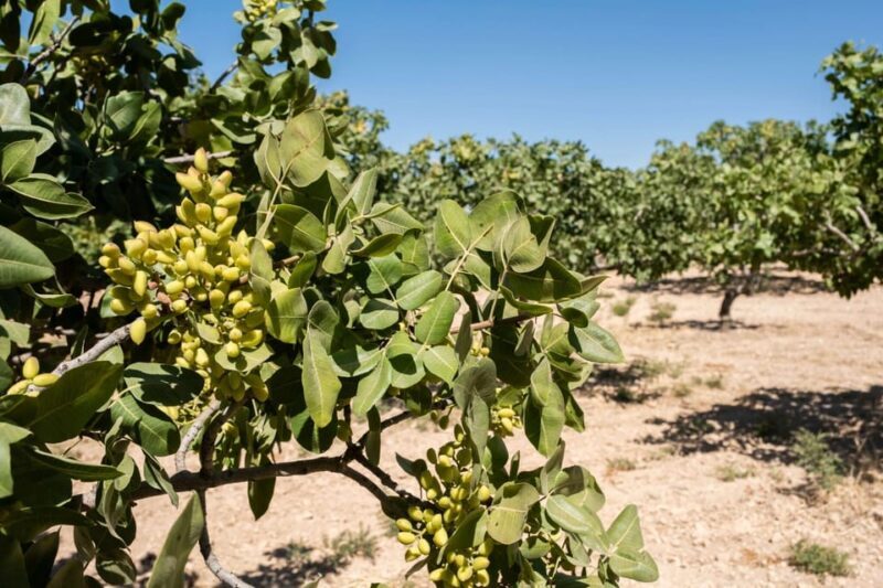 Aegina: Organic Pistachio Orchard Tour with Factory Visit - FAQ