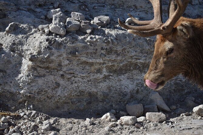 Africam safari (private tour) - The Sum Up