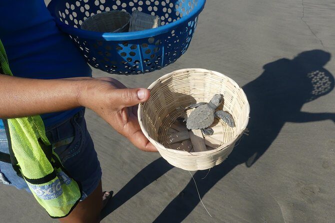 Afro-Mex Village Experience -Horseback Ride -Turtle Hatch & Crocs - What to Expect from the Afro-Mex Village Experience