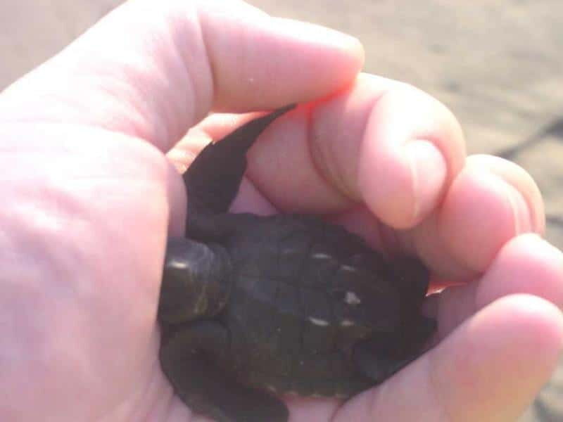 *Afro-Mex Village Horse Ride, Turtle Release Crocodile Farm - Key Points