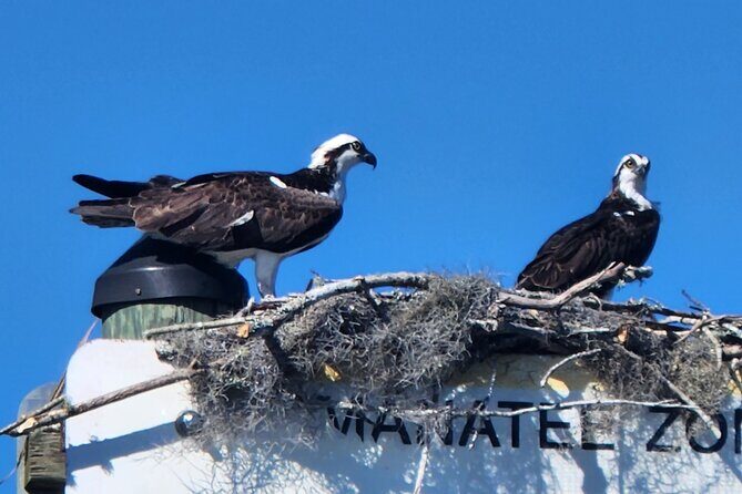 Afternoon Crystal River Ecological Boat Tour - A Down-to-Earth Look at the Afternoon Crystal River Ecological Boat Tour