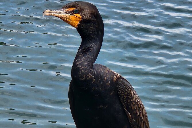 Afternoon Crystal River Ecological Boat Tour - Final Thoughts: Is It Worth It?