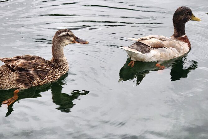 Afternoon Crystal River Ecological Boat Tour - FAQs