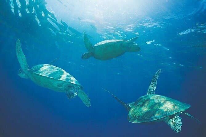 Afternoon Hawaiian Green Sea Turtle and Dolphin Snorkel and Sail - The Price and Its Value