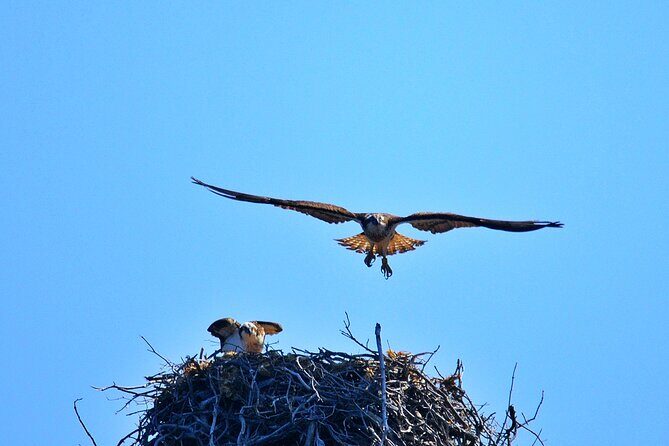Afternoon in Scandola and creeks of Piana with stop in Girolata - Is It Right for You?